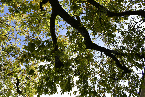 Tree with branches and leaves seen from above