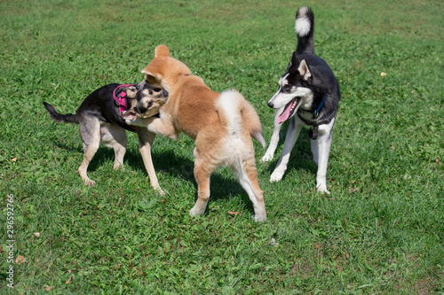 Siberian husky, akita inu puppy and homeless dog are playing on a green meadow. Pet animals.