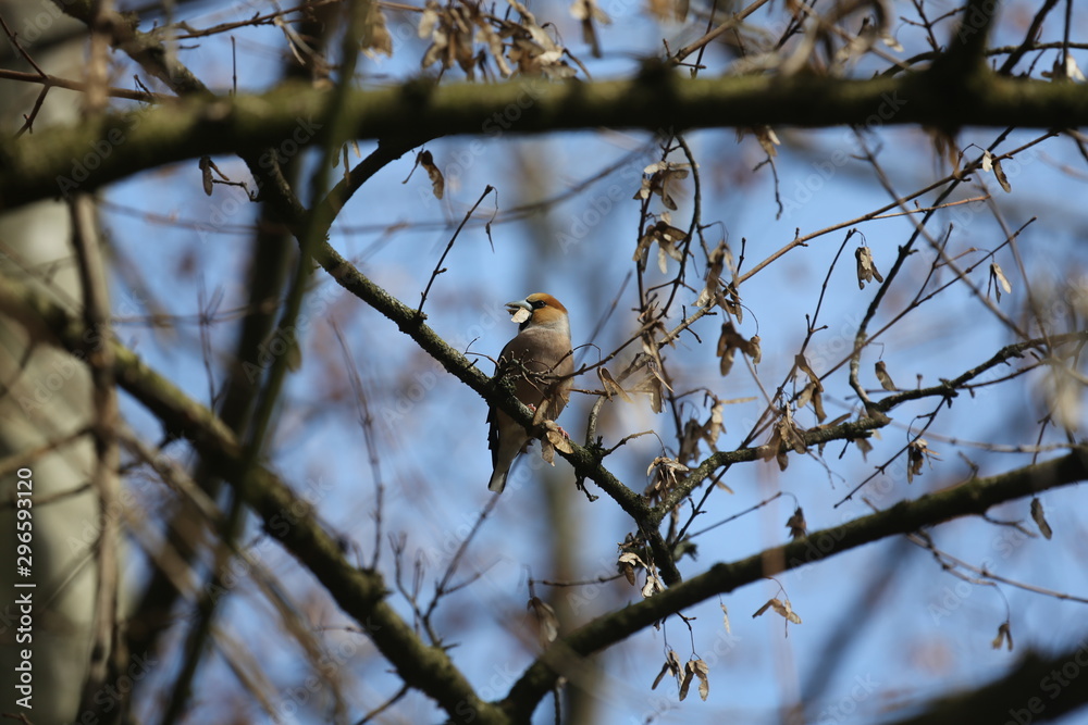 aves varias aves varias