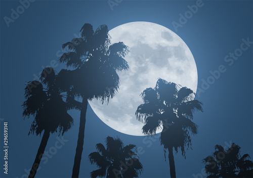 nice moon and palms