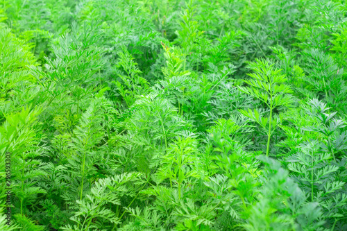 natural background from green leaf of the carrot texture