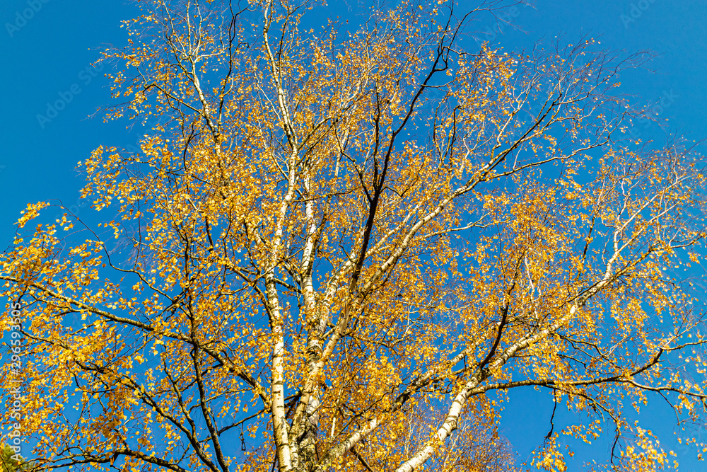 Nature background with yellow birch tree crone and bright blue sky Nature background with yellow birch tree crone and bright blue sky