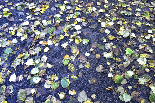 Leaves fallen down from a tree