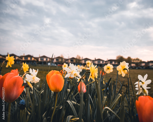Canvas Print Beautiful flowerings growing in the spring