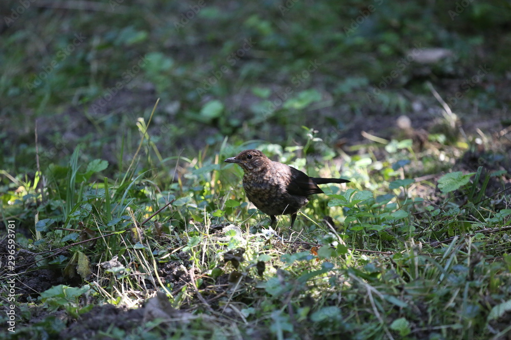 aves varias aves varias