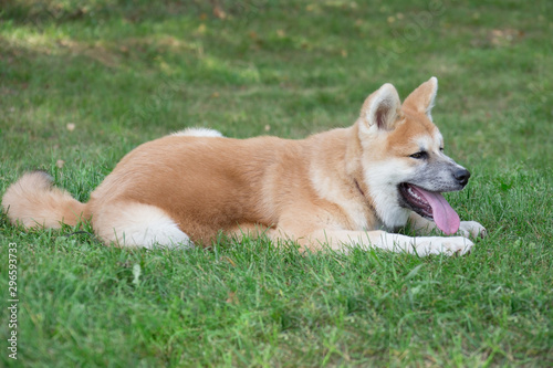 Cute akita inu puppy is lying on a green grass in the park. Pet animals. © tikhomirovsergey