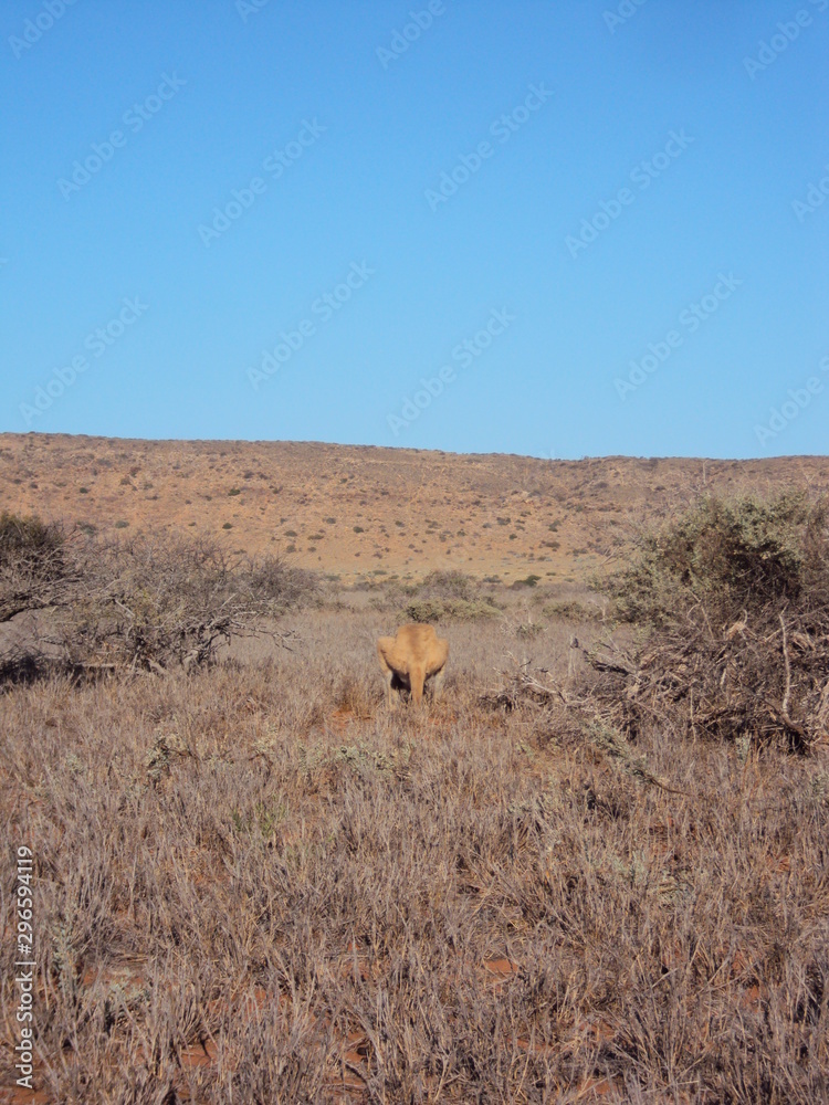 Fototapeta premium Bloodwood Creek Wild Kangaroos - Ningaloo