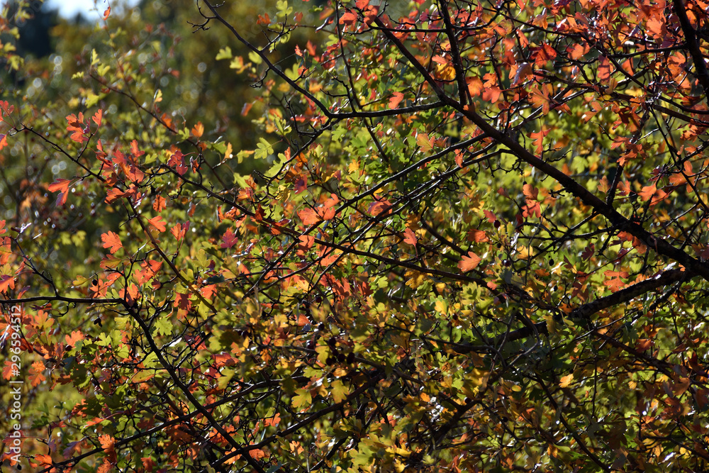 background of autumn leaves still on the tree background of autumn leaves still on the tree