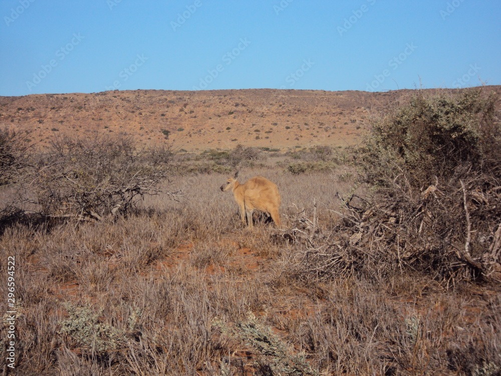 Obraz premium Bloodwood Creek Wild Kangaroos - Ningaloo