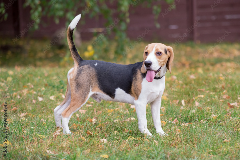 Cute beagle puppy is standing in the autumn park with lolling tongue. Pet animals. Cute beagle puppy is standing in the autumn park with lolling tongue. Pet animals.