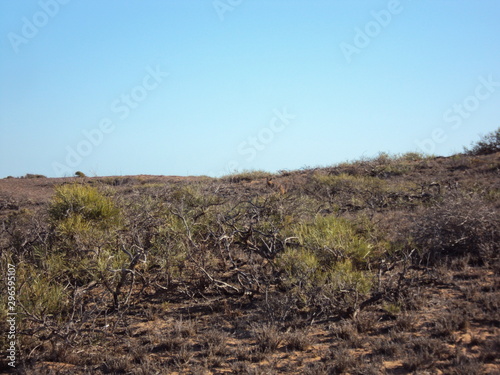 Bloodwood Creek Wild Kangaroos - Ningaloo