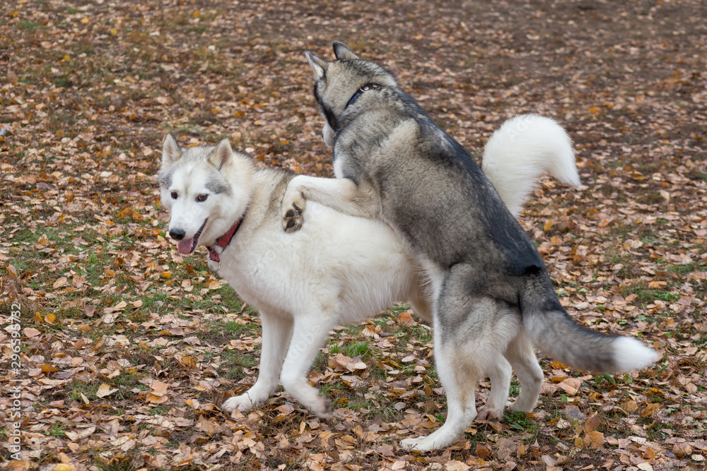 Two siberian husky are playing in the autumn park. Pet animals.