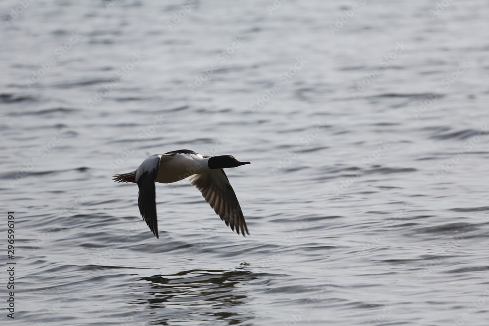 aves varias aves varias