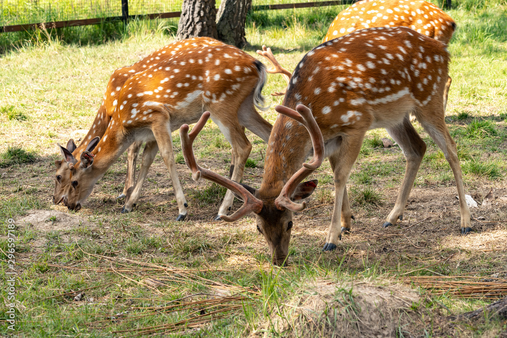 Spotted deer eat grass in a pasture in the reserve Spotted deer eat grass in a pasture in the reserve
