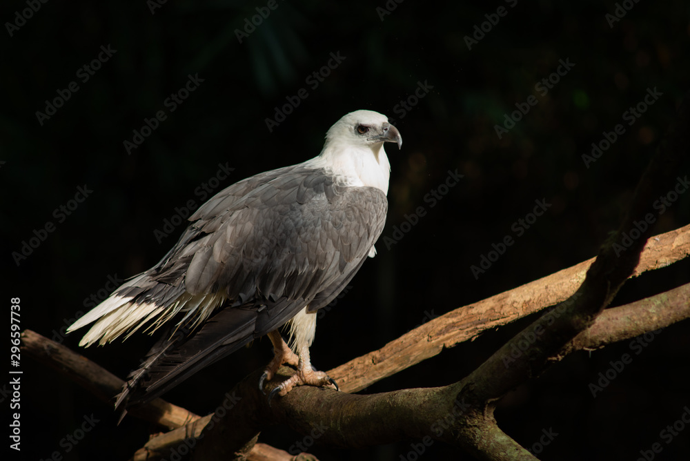 White-bellied Sea-eagle