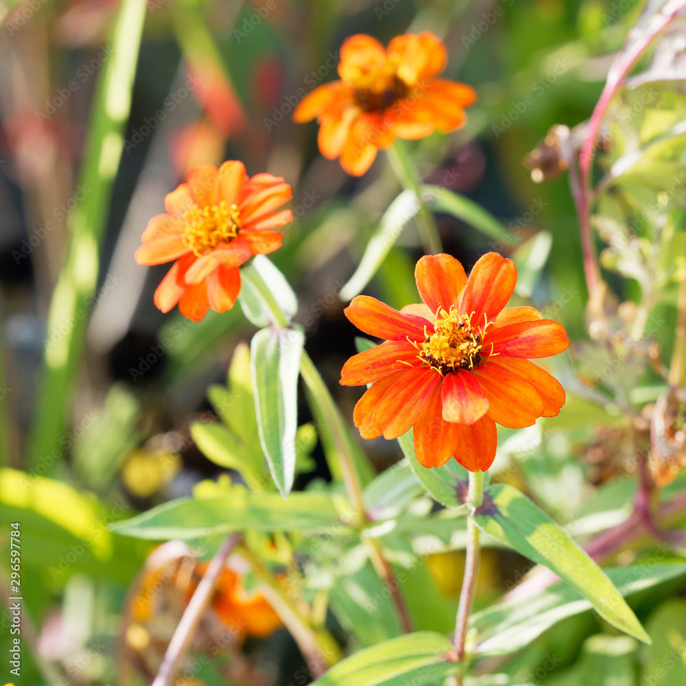 Zinnia angustifolia | Jolies fleur de Zinnia aux pétales étoilées jaune orangé Zinnia angustifolia | Jolies fleur de Zinnia aux pétales étoilées jaune orangé