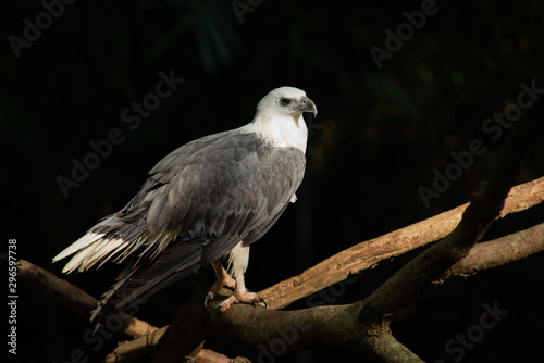 Obraz na płótnie White-bellied Sea-eagle w salonie