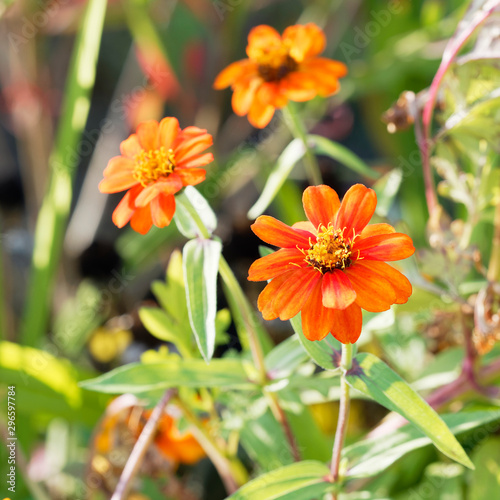 Zinnia angustifolia | Jolies fleur de Zinnia aux pétales étoilées jaune orangé photo