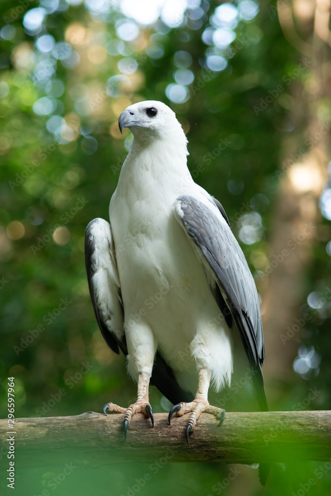 White-bellied Sea-eagle