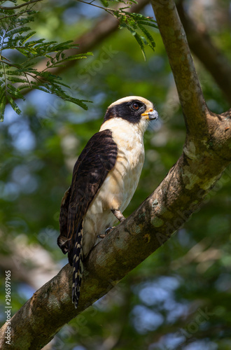 Laughing falcon (Herpetotheres cachinnans), perched in a tree in Guanacaste, Costa Rica photo