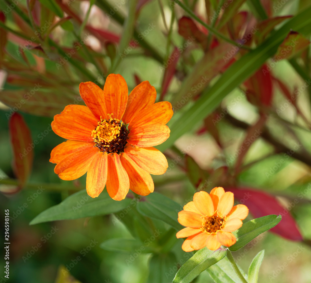 Zinnia angustifolia | Jolies fleur de Zinnia aux pétales étoilées jaune-orange Zinnia angustifolia | Jolies fleur de Zinnia aux pétales étoilées jaune-orange