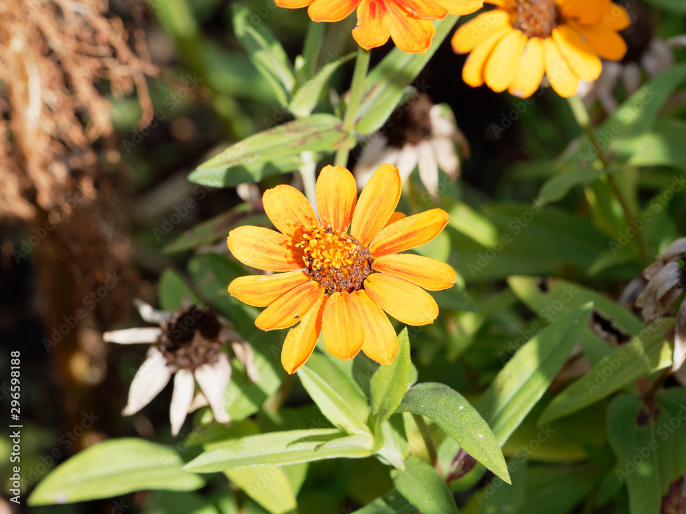 Zinnia angustifolia | Jolies fleur de Zinnia aux pétales étoilées jaune Zinnia angustifolia | Jolies fleur de Zinnia aux pétales étoilées jaune