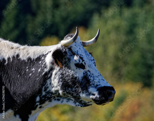 Vache de race Vosgienne