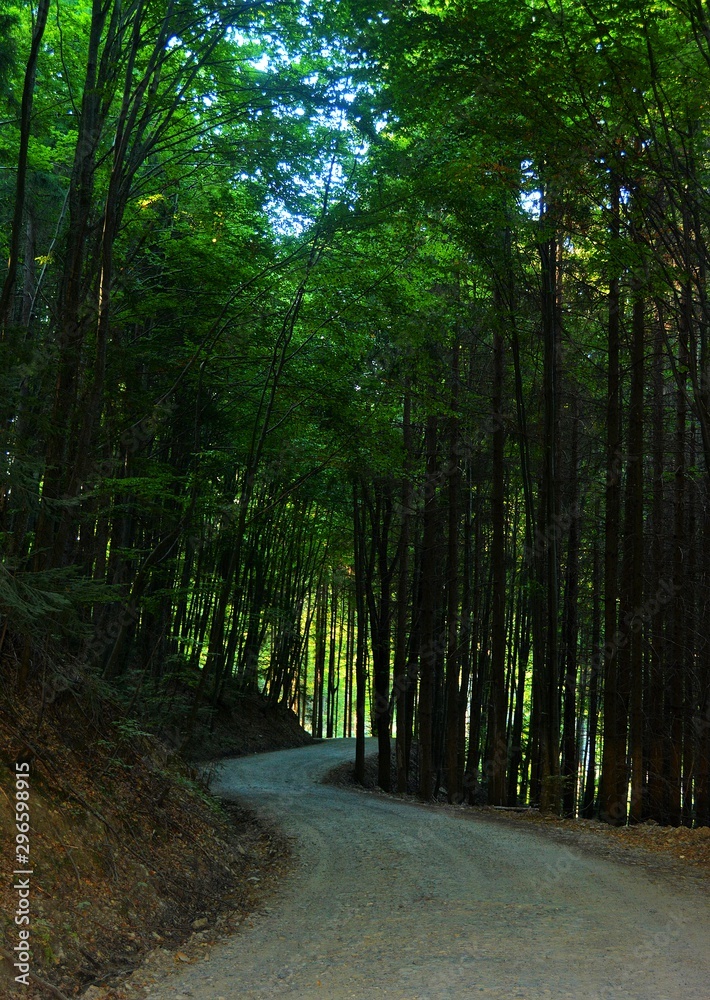 Obraz premium a way through the dark forest