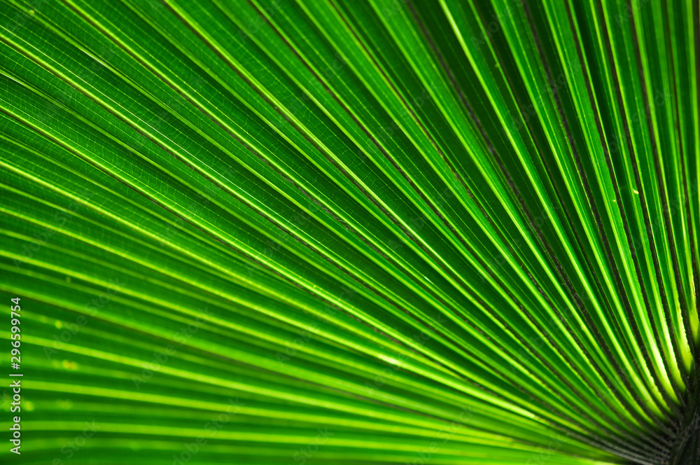 Green palm leaf Green palm leaf