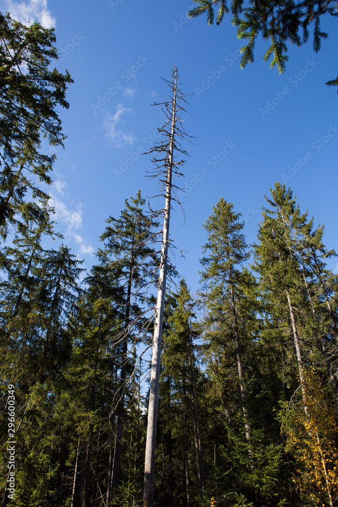 Fototapeta premium Waldsterben