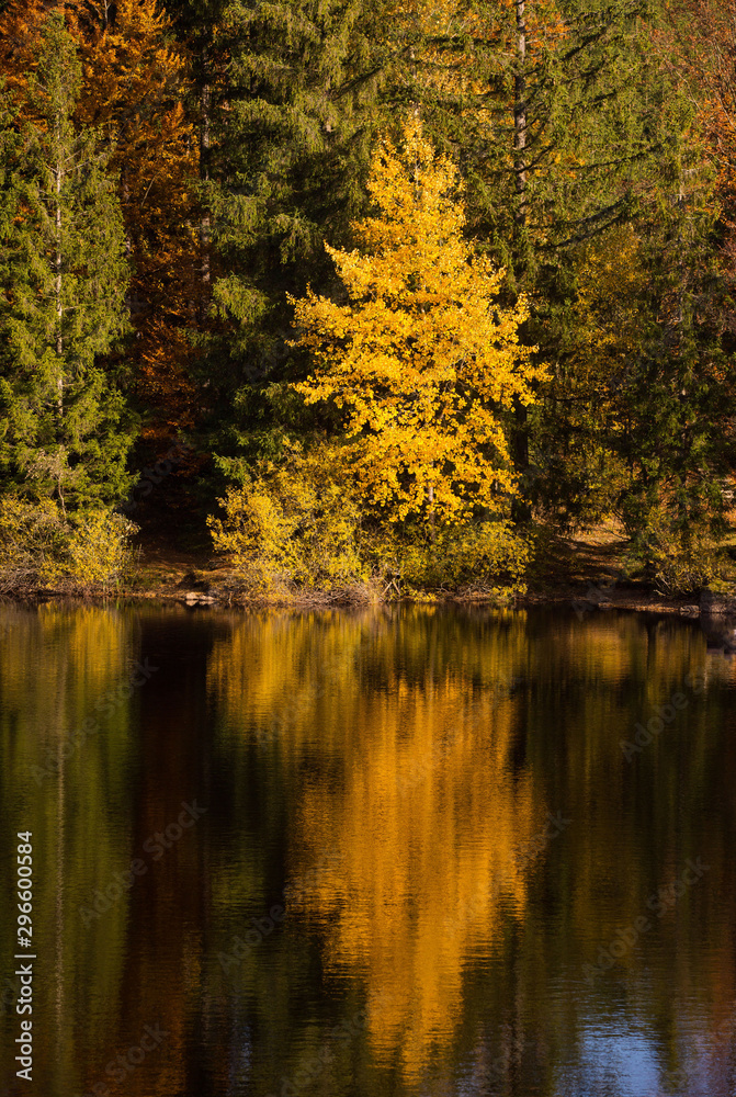 Fototapeta premium Bunter Herbst