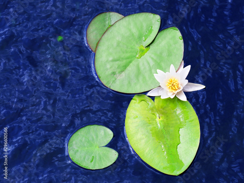 White water lily in pond, nymphaea alba. White lotus flower top view, white nenuphar, above