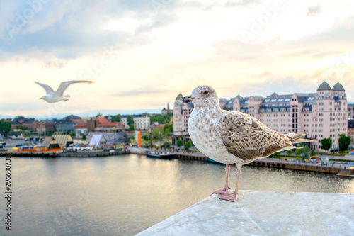 Seagull on the background of the city