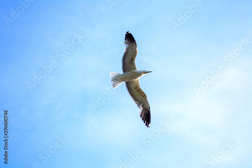 Seagull flies in the sky