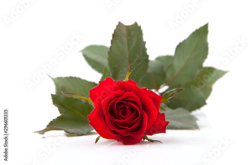Red rose over white background