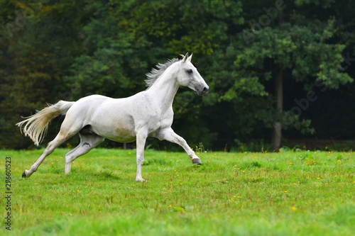 White horse running in the green field in gallop.