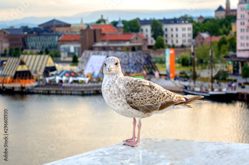 Seagull on the background of the city