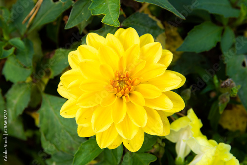 Yellow dahlia growing in the flower bed, Espoo, Finland 