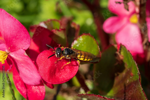 Wespe auf Blütenblatt ruht in Sonne