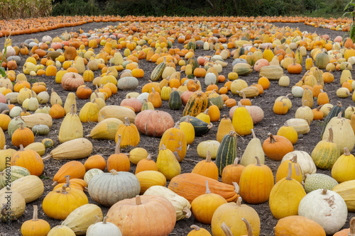 Fotografija Pumpkin Maze in Farmer's Market. Half Moon Bay, California, USA.