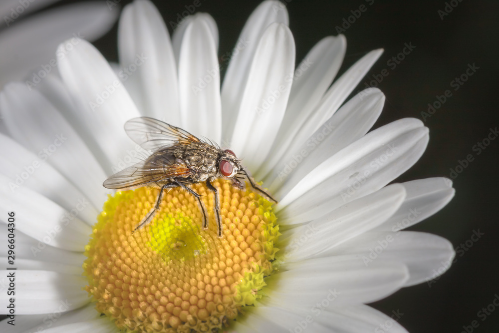 Obraz premium Fliege