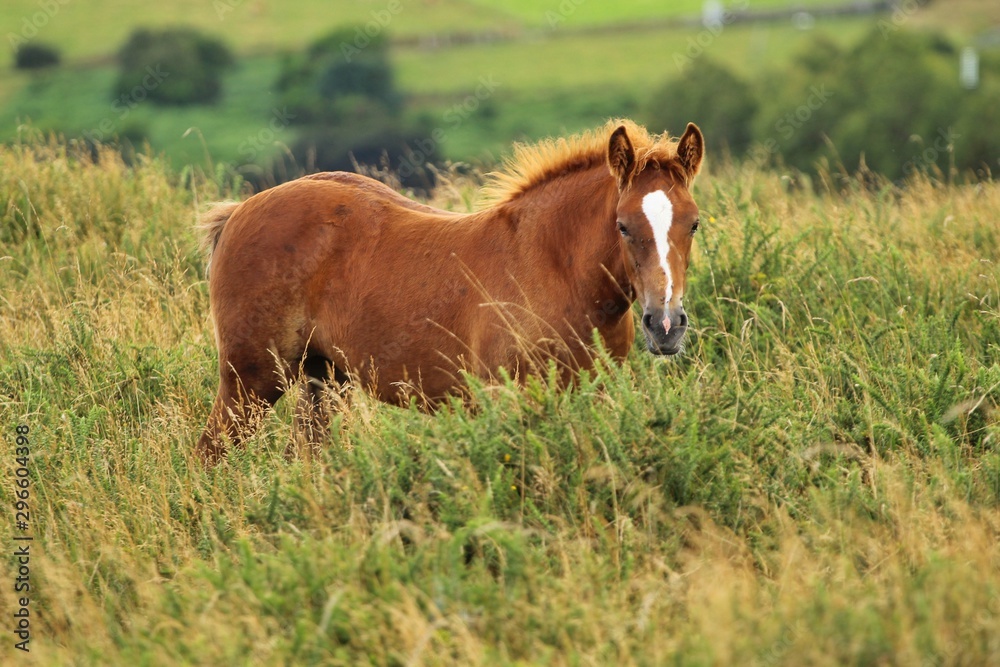 Fototapeta premium cow on pasture