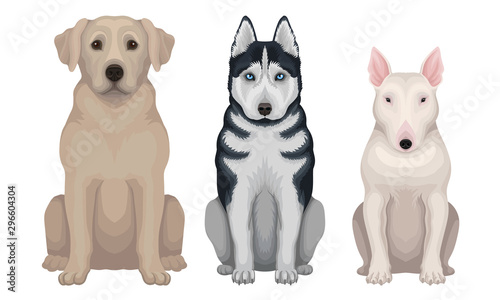 Dog Breeds. Muscular Isolated Canines Vector Set