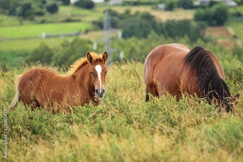 horses on pasture © yacald