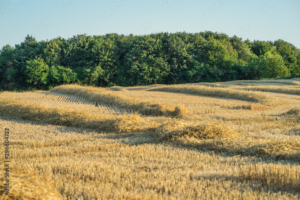 A harvested field in front of a grove.