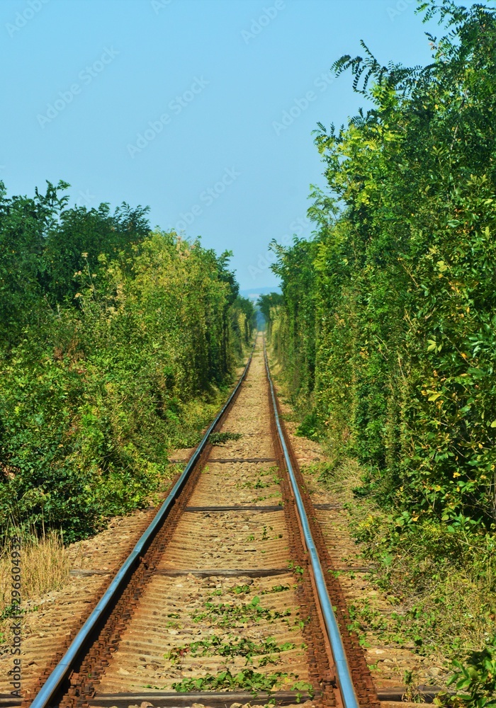 a railway through a vegetation tunnel