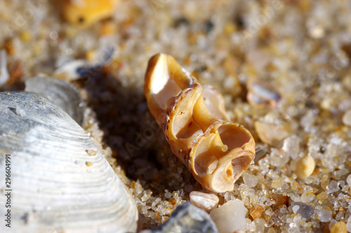 coquillage