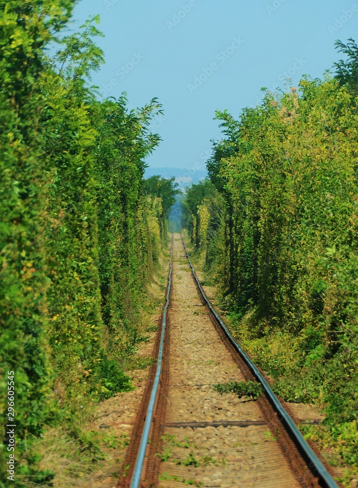 a railway through a vegetation tunnel
