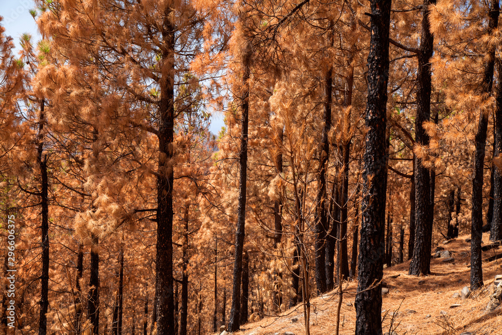 Obraz premium Gran Canaria, October