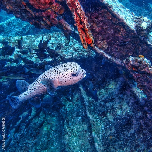 tropical puffer    fish in deep    Blue    ocean    scuba    diving    asia thailand